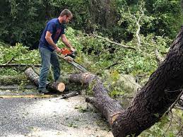 Trusted Neillsville, WI Tree Services Experts