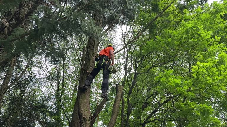 Best Tree Preservation Services  in Neillsville, WI